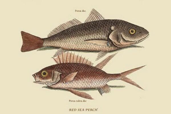 Red Sea Perch by Mark Catesby #2 - Art Print