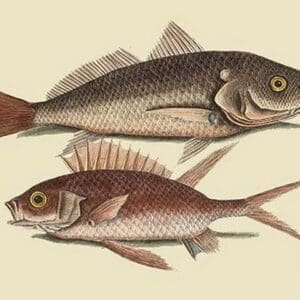 Red Sea Perch by Mark Catesby - Art Print