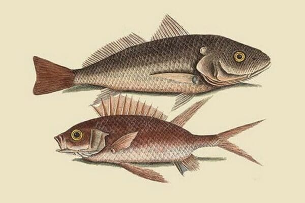 Red Sea Perch by Mark Catesby - Art Print