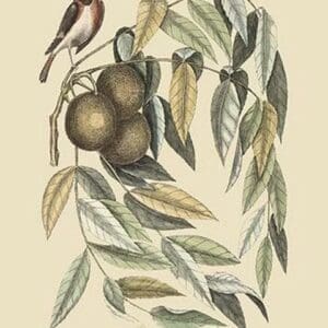 Red Start by Mark Catesby #2 - Art Print