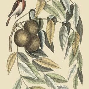 Red Start by Mark Catesby - Art Print