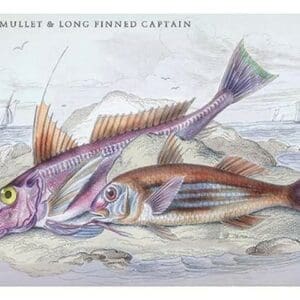 Red Surmullet and LOF Finned Captain by Robert Hamilton - Art Print