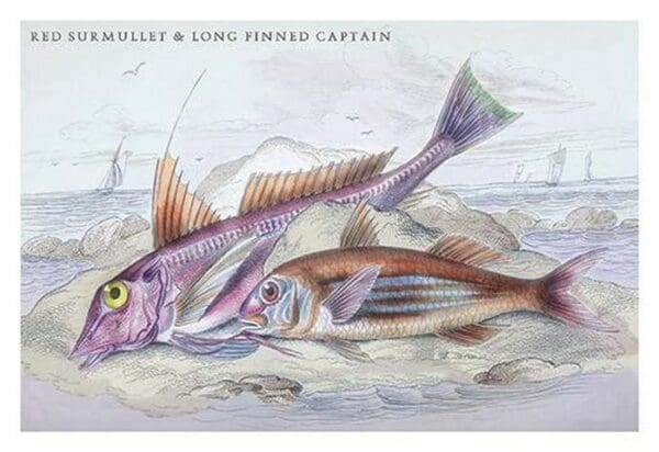 Red Surmullet and LOF Finned Captain by Robert Hamilton - Art Print