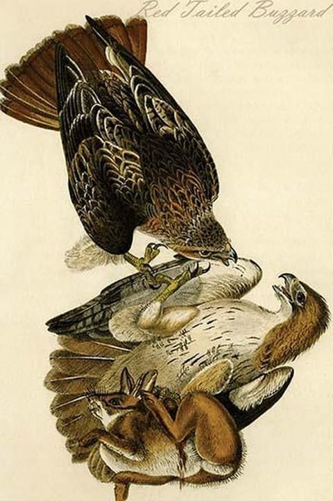 Red Tailed Buzzard by John James Audubon - Art Print