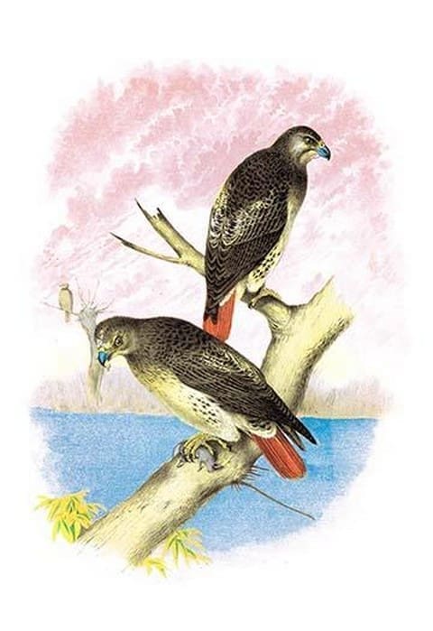 Red-Tailed Hawks by Theodore Jasper - Art Print