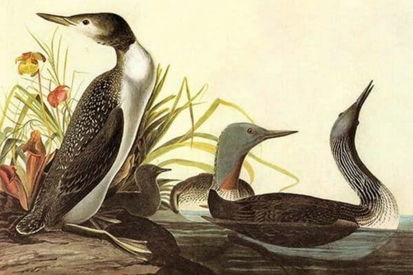 Red-Throated Loon by John James Audubon - Art Print