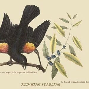 Red Wing Starling by Mark Catesby #2 - Art Print