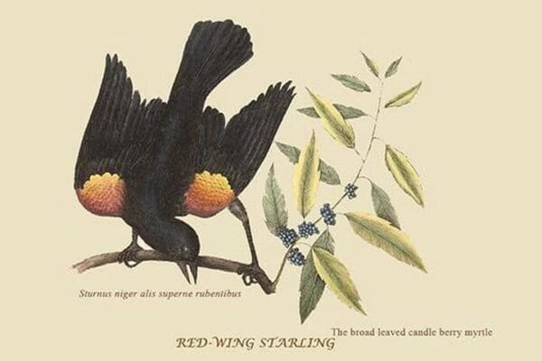 Red Wing Starling by Mark Catesby #2 - Art Print