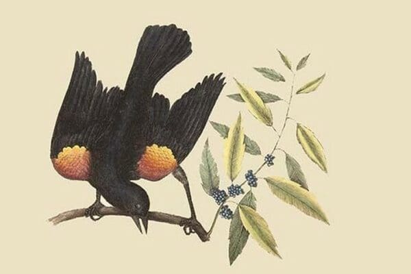 Red Wing Starling by Mark Catesby - Art Print