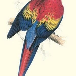 Red & Yellow Macaw - Ara Macao by Edward Lear - Art Print