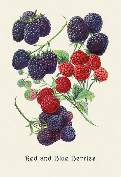 Red and Blue Berries - Art Print