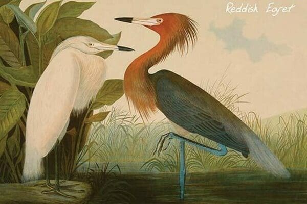 Reddish Egret by John James Audubon #2 - Art Print