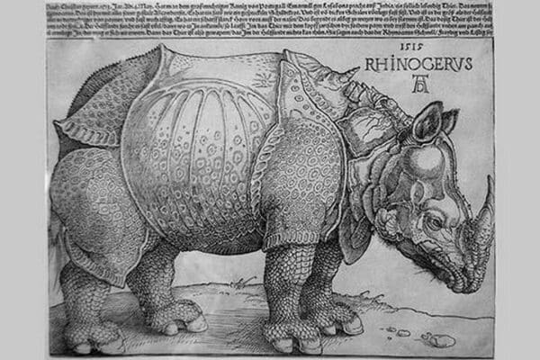 Rhinoceros by Albrecht Durer - Art Print