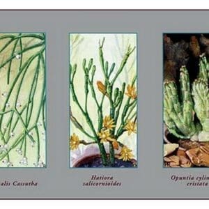 Rhipsalis Cassutha - Art Print