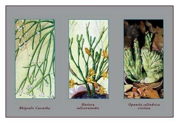 Rhipsalis Cassutha - Art Print