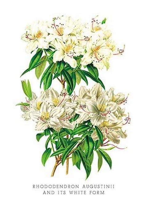 Rhododendron Augustinii and Its White Form by H.G. Moon - Art Print