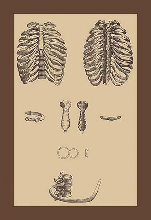 Ribcages by Andreas Vesalius - Art Print