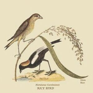 Ricebird by Mark Catesby #2 - Art Print