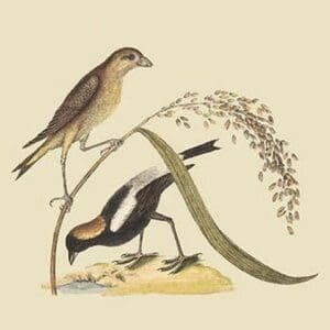 Ricebird by Mark Catesby - Art Print