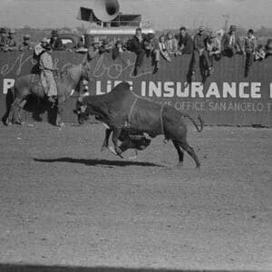 Riding a Brahma Bull by Russell Lee #2 - Art Print