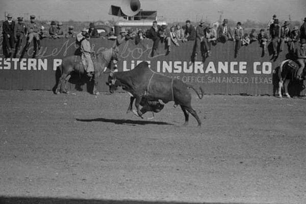 Riding a Brahma Bull by Russell Lee #2 - Art Print