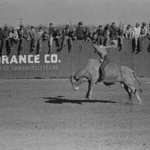 Riding a Brahma Bull by Russell Lee - Art Print