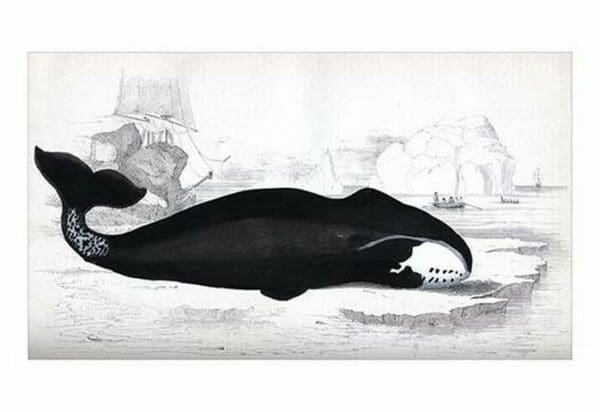 Right Whale by Heinrich V. Schubert - Art Print