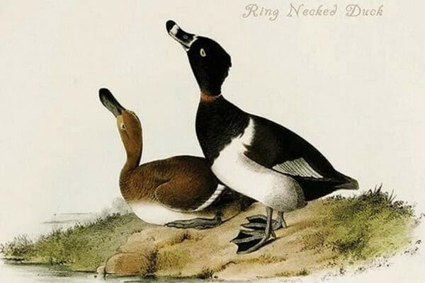 Ring Necked Duck by John James Audubon - Art Print