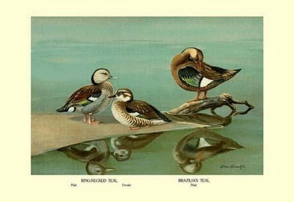 Ring-Necked and Brazilian Teals by Allan Brooks - Art Print