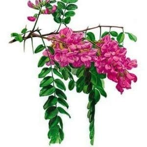 Robinia Neo-Mexicana by H.G. Moon - Art Print