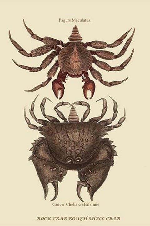 Rock Crab by Mark Catesby #2 - Art Print