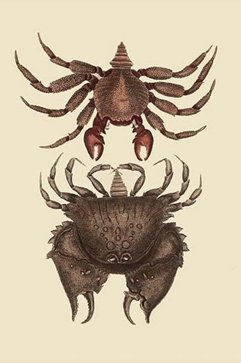 Rock Crab by Mark Catesby - Art Print