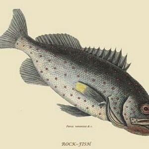 Rock Fish by Mark Catesby #2 - Art Print