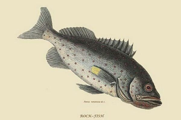 Rock Fish by Mark Catesby #2 - Art Print