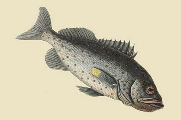 Rock Fish by Mark Catesby - Art Print