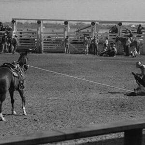 Roping Contest by Russell Lee - Art Print