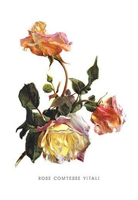 Rose Comtesse Vitali by H.G. Moon - Art Print