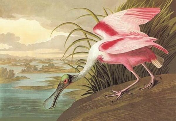 Roseate Spoonbill by John James Audubon - Art Print