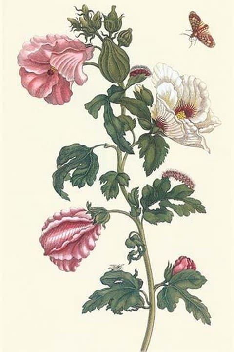 Roselle with Fall webworm by Maria Sibylla Merian - Art Print