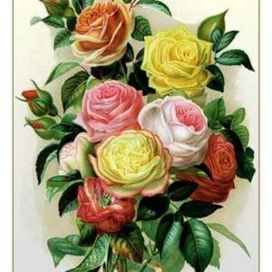 Roses - Art Print