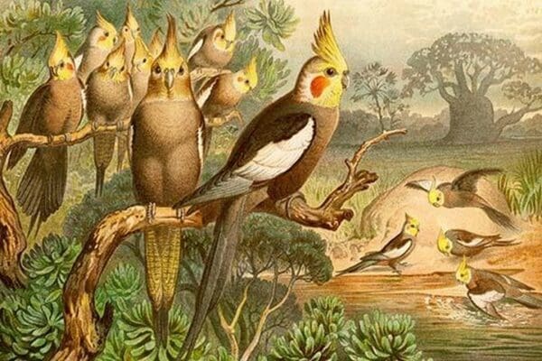 Rosy Cheeked Cockatiels or Cockatoo by Friedrich Wilhelm Kuhnert - Art Print