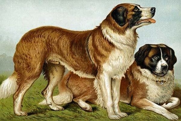 Rough Coated St. Bernards by Vero Shaw - Art Print