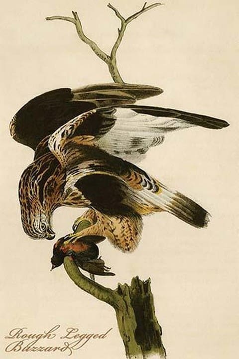 Rough Legged Buzzard by John James Audubon - Art Print