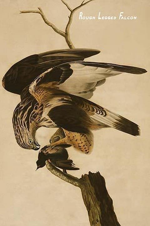 Rough Legged Falcon by John James Audubon - Art Print