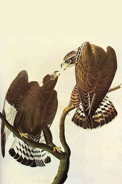 Rough-Legged Hawk by John James Audubon - Art Print