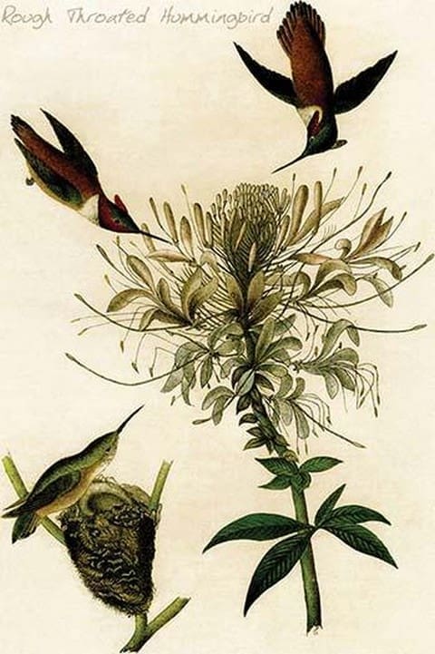 Rough Throated Hummingbird by John James Audubon - Art Print