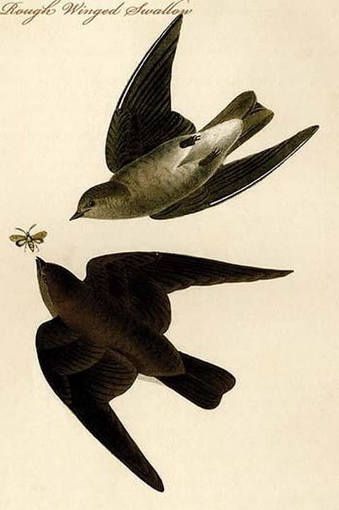 Rough Winged Swallow by John James Audubon - Art Print