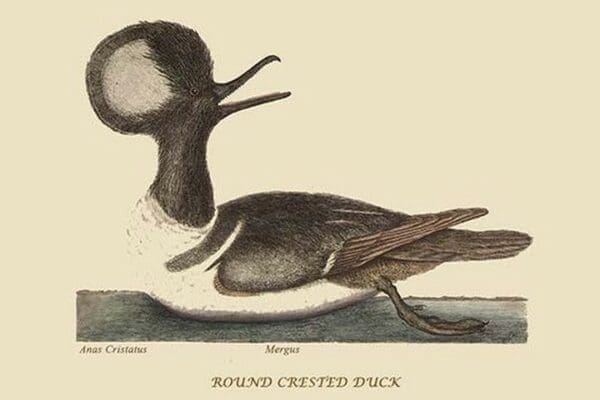 Round Crested Duck by Mark Catesby #2 - Art Print