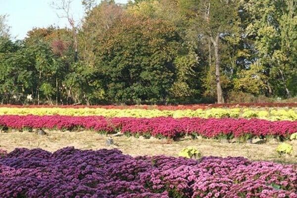 Rows of Mums by Sara Pierce - Art Print