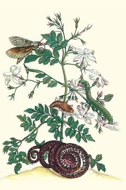 Royal Jasmine with an Amazon Tree Boa & an Ello Sphinx Moth by Maria Sibylla Merian - Art Print